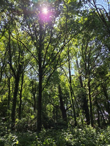 Terrains de loisirs bois etangs a vendre Saint-Léonard-des-Bois 72130 Sarthe 15320 m2  31800 euros