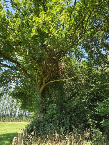 Terrains de loisirs bois etangs a vendre Saint-Léonard-des-Bois 72130 Sarthe 15320 m2  31800 euros