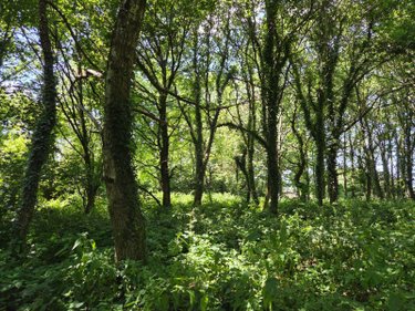 Terrains de loisirs bois etangs a vendre Saint-Léonard-des-Bois 72130 Sarthe 15320 m2  31800 euros