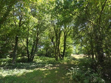 Terrains de loisirs bois etangs a vendre Saint-Léonard-des-Bois 72130 Sarthe 15320 m2  31800 euros