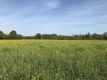 Bien agricole a vendre Torcé-en-Vallée 72110 Sarthe  39960 euros