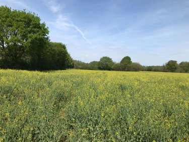 Bien agricole a vendre Torcé-en-Vallée 72110 Sarthe  39960 euros