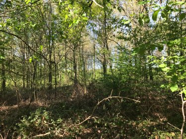 Terrains de loisirs bois etangs a vendre Saint-Denis-des-Coudrais 72110 Sarthe 18140 m2  12200 euros