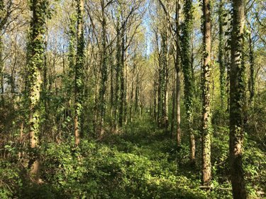 Terrains de loisirs bois etangs a vendre Saint-Denis-des-Coudrais 72110 Sarthe 18140 m2  12200 euros
