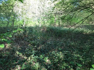 Terrains de loisirs bois etangs a vendre Saint-Denis-des-Coudrais 72110 Sarthe 18140 m2  12200 euros