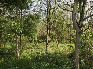 Terrains de loisirs bois etangs a vendre Lombron 72450 Sarthe 20951 m2  13200 euros