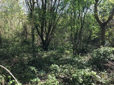 Terrains de loisirs bois etangs a vendre Lombron 72450 Sarthe 20951 m2  13200 euros