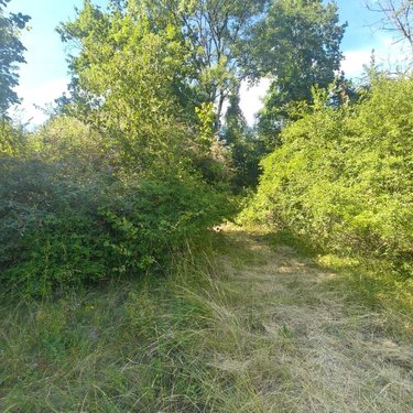 Terrains de loisirs bois etangs a vendre Chappes 10260 Aube 2500 m2  23500 euros