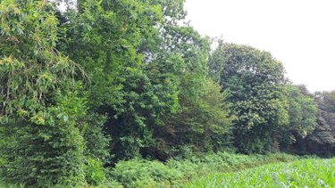 Terrains de loisirs bois etangs a vendre Plougonven 29640 Finistère 18430 m2  48600 euros