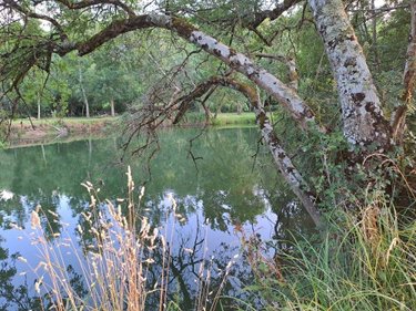 Terrains de loisirs bois etangs a vendre Le Tranger 36700 Indre 20542 m2  21400 euros