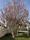 Bulle photo