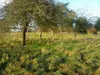 Bulle photo