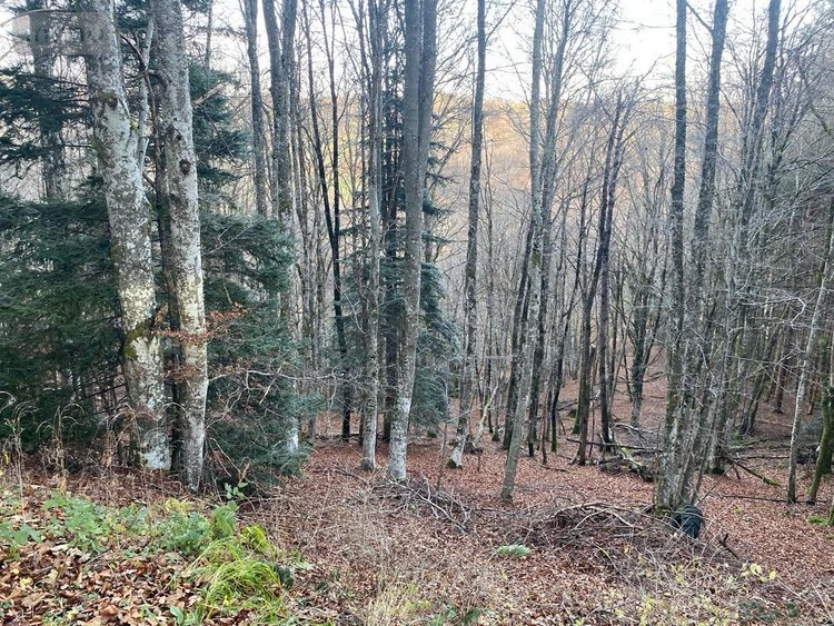 Terrains de loisirs bois etangs a vendre Neuvéglise-sur-Truyère 15260 Cantal 28200 m2  6800 euros