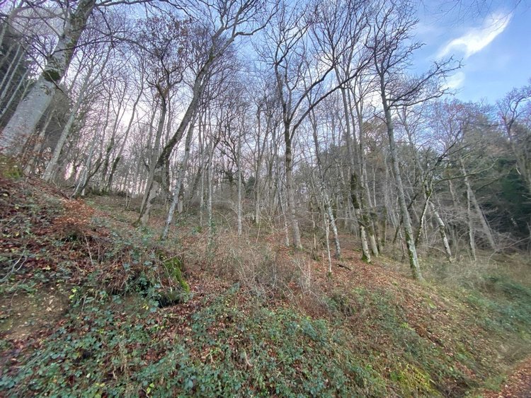 Terrains de loisirs bois etangs a vendre Neuvéglise-sur-Truyère 15260 Cantal 28200 m2  6800 euros
