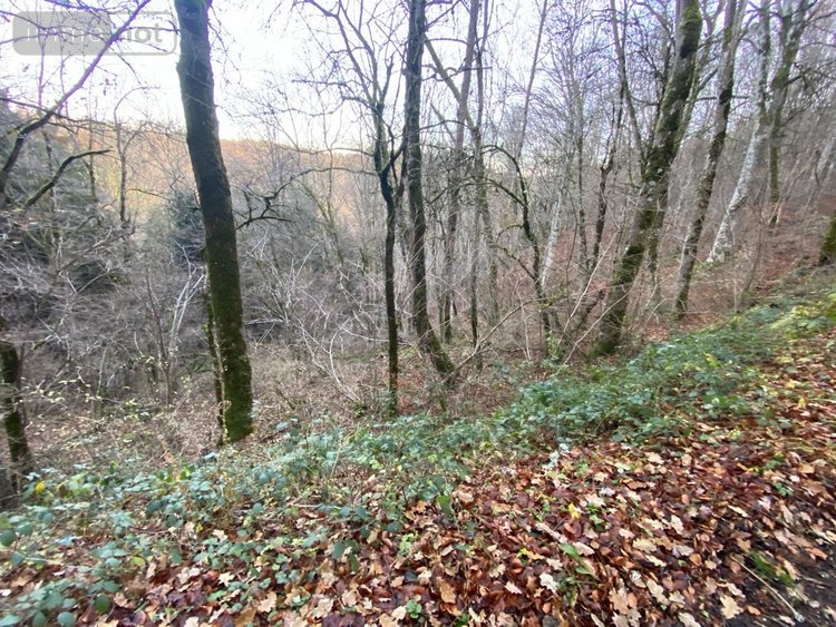 Terrains de loisirs bois etangs a vendre Neuvéglise-sur-Truyère 15260 Cantal 28200 m2  6800 euros