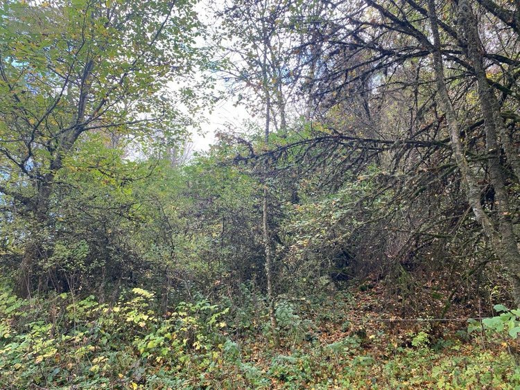 Terrains de loisirs bois etangs a vendre Neuvéglise-sur-Truyère 15260 Cantal 28200 m2  6800 euros