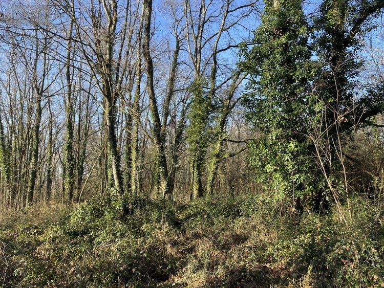 Maison a vendre Saint-Louis-en-l'Isle 24400 Dordogne 131 m2 5 pièces 197950 euros