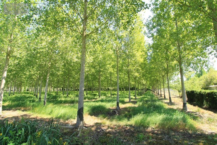 Terrains de loisirs bois etangs a vendre Chiré-en-Montreuil 86190 Vienne 10000 m2  28600 euros