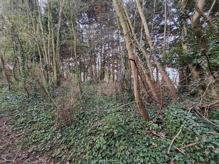 Terrains de loisirs bois etangs a vendre Ames 62190 Pas-de-Calais 1163 m2  28000 euros