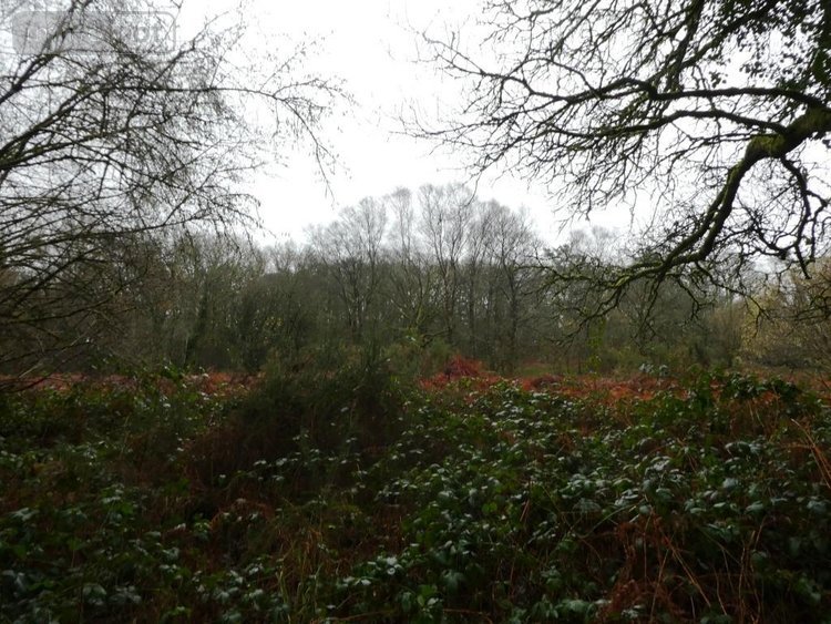 Terrains de loisirs bois etangs a vendre Saint-Tugdual 56540 Morbihan 13922 m2  10600 euros