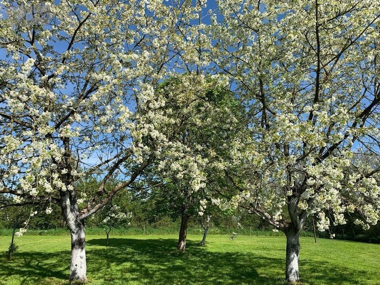 Maison a vendre Val en Vignes 79290 Deux-Sèvres 201 m2 9 pièces 281912 euros