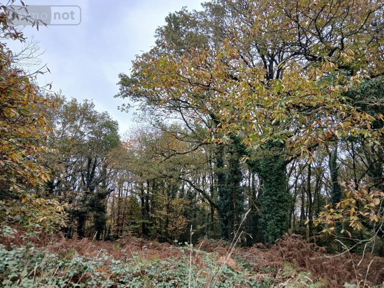 Terrains de loisirs bois etangs a vendre Allaire 56350 Morbihan 7515 m2  9600 euros