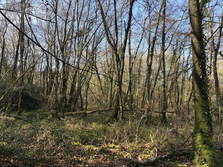 Terrains de loisirs bois etangs a vendre Pleyber-Christ 29410 Finistère 37739 m2  18000 euros