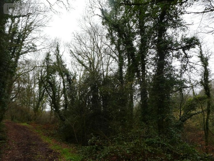 Terrains de loisirs bois etangs a vendre Saint-Tugdual 56540 Morbihan 13922 m2  10600 euros