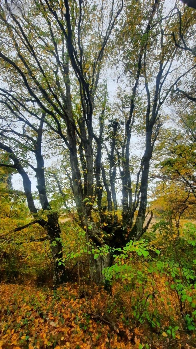 Maison a vendre Vicq-sur-Nahon 36600 Indre 60 m2 2 pièces 17400 euros