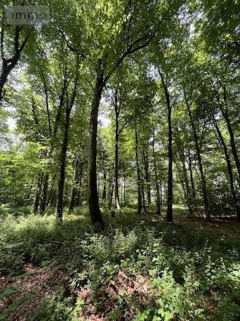 Terrains de loisirs bois etangs a vendre Broualan 35120 Ille-et-Vilaine 33000 m2  461720 euros