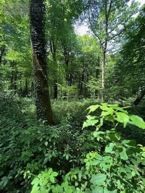 Terrains de loisirs bois etangs a vendre Broualan 35120 Ille-et-Vilaine 33000 m2  524600 euros