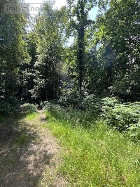 Terrains de loisirs bois etangs a vendre Broualan 35120 Ille-et-Vilaine 33000 m2  524600 euros