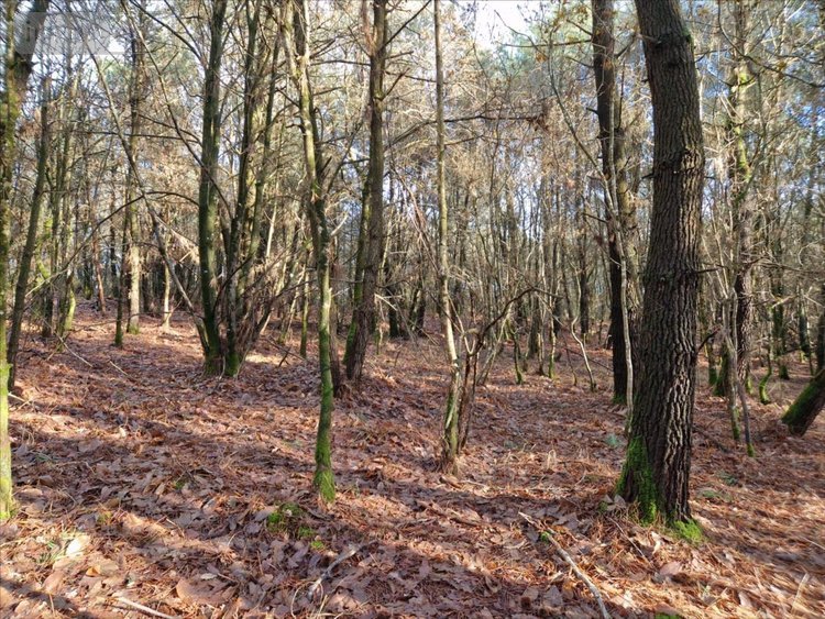 Terrains de loisirs bois etangs a vendre Plumelec 56420 Morbihan 13250 m2  9000 euros