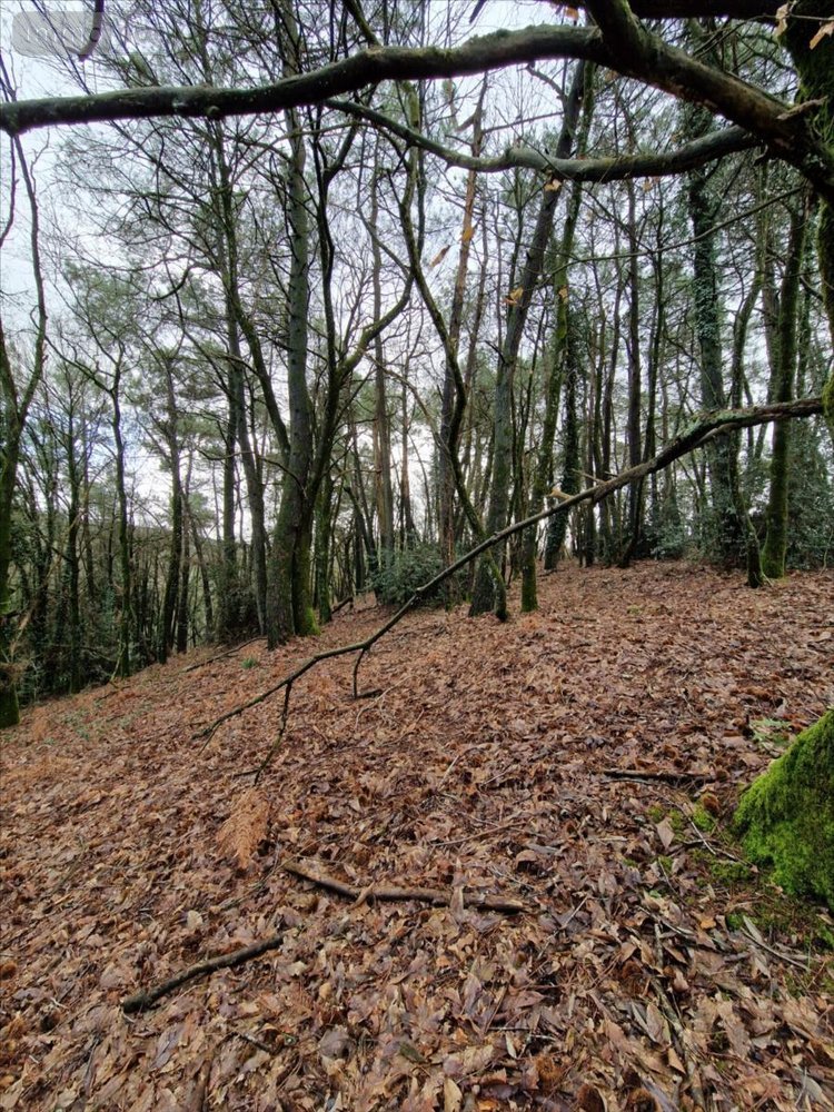 Terrains de loisirs bois etangs a vendre Plumelec 56420 Morbihan 5727 m2  3200 euros