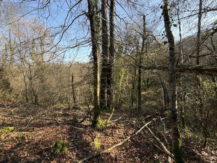 Terrains de loisirs bois etangs a vendre Pleyber-Christ 29410 Finistère 37739 m2  18000 euros