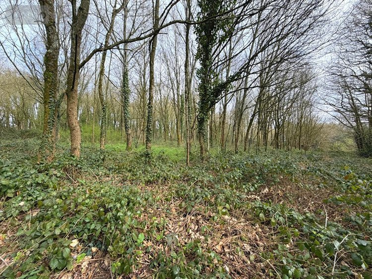 Maison a vendre Orgères 35230 Ille-et-Vilaine 110 m2 3 pièces 273000 euros