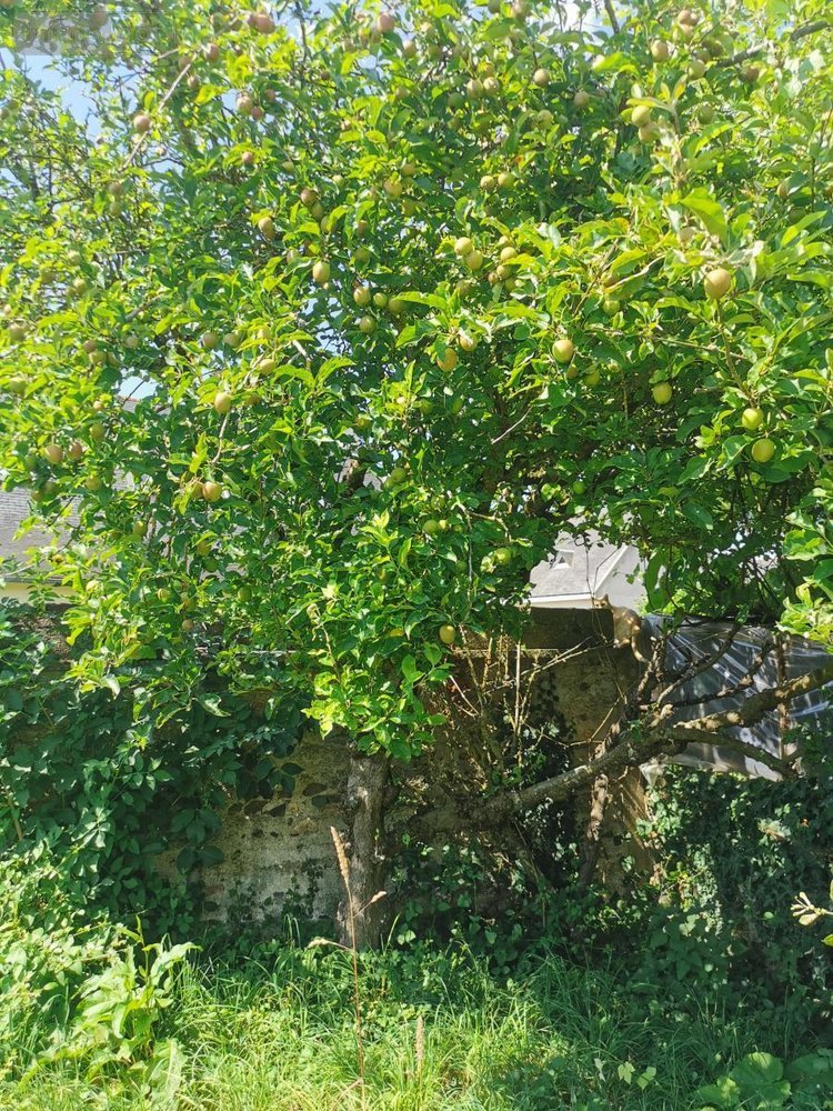 Maison a vendre Lanvollon 22290 Côtes-d'Armor 95 m2 5 pièces 95950 euros