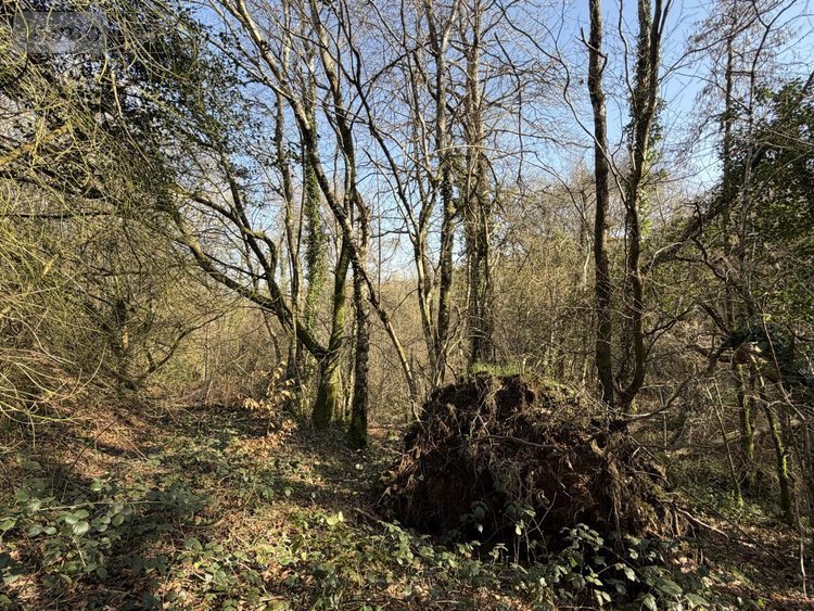 Terrains de loisirs bois etangs a vendre Pleyber-Christ 29410 Finistère 37739 m2  18000 euros