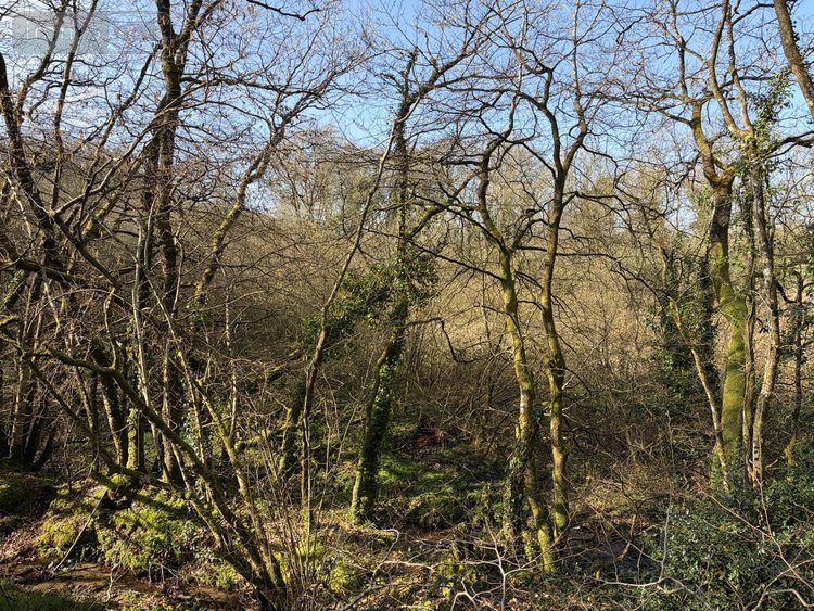 Terrains de loisirs bois etangs a vendre Pleyber-Christ 29410 Finistère 37739 m2  18000 euros