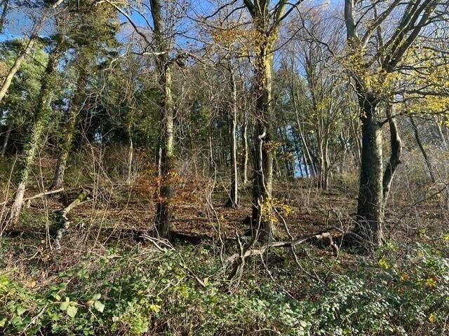 Terrains de loisirs bois etangs a vendre La Vespière Friardel 14290 Calvados 8471 m2  9971 euros