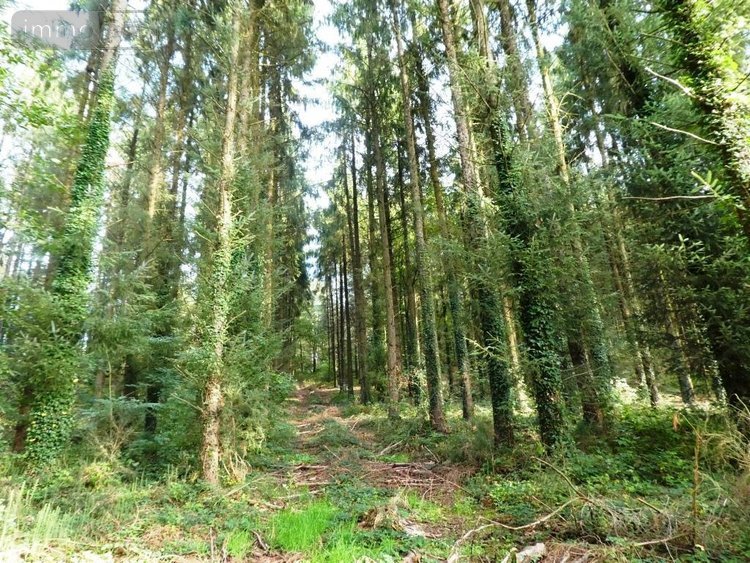 Terrains de loisirs bois etangs a vendre Melrand 56310 Morbihan 13280 m2  21320 euros