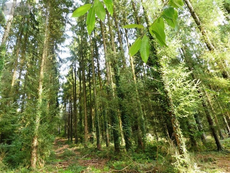 Terrains de loisirs bois etangs a vendre Melrand 56310 Morbihan 13280 m2  21320 euros