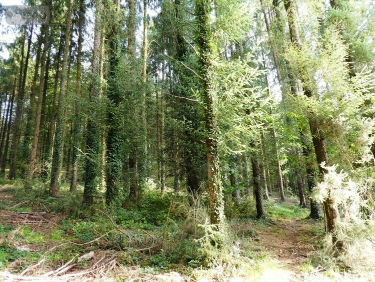 Terrains de loisirs bois etangs a vendre Melrand 56310 Morbihan 13280 m2  21320 euros