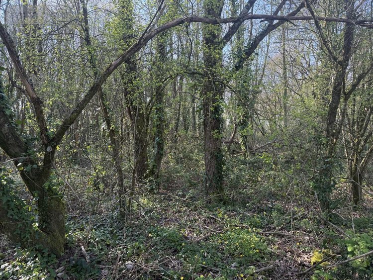 Divers a vendre Saint-Georges-de-Pointindoux 85150 Vendée 50 m2  115300 euros