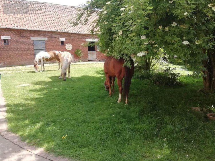 Maison a vendre Aumerval 62550 Pas-de-Calais 116 m2 5 pièces 280800 euros