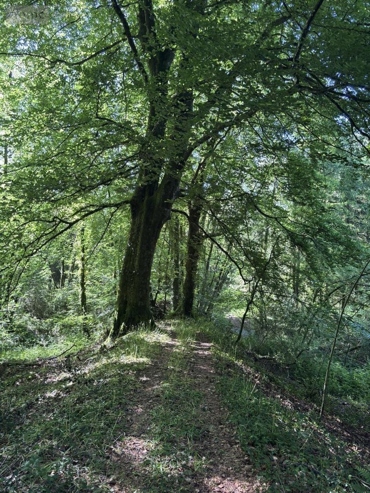 Terrains de loisirs bois etangs a vendre Noues de Sienne 14380 Calvados 185705 m2  399000 euros