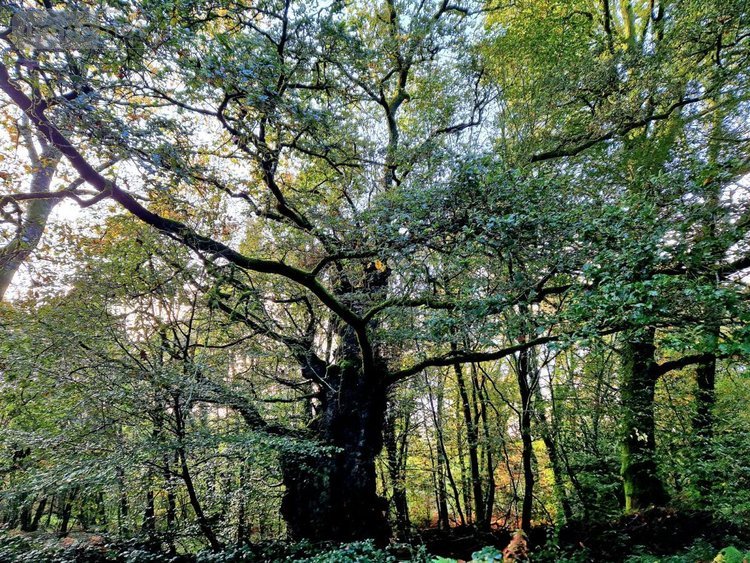 Maison a vendre Kernascléden 56540 Morbihan 147 m2 5 pièces 701410 euros