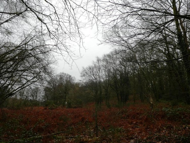 Terrains de loisirs bois etangs a vendre Saint-Tugdual 56540 Morbihan 13922 m2  10600 euros