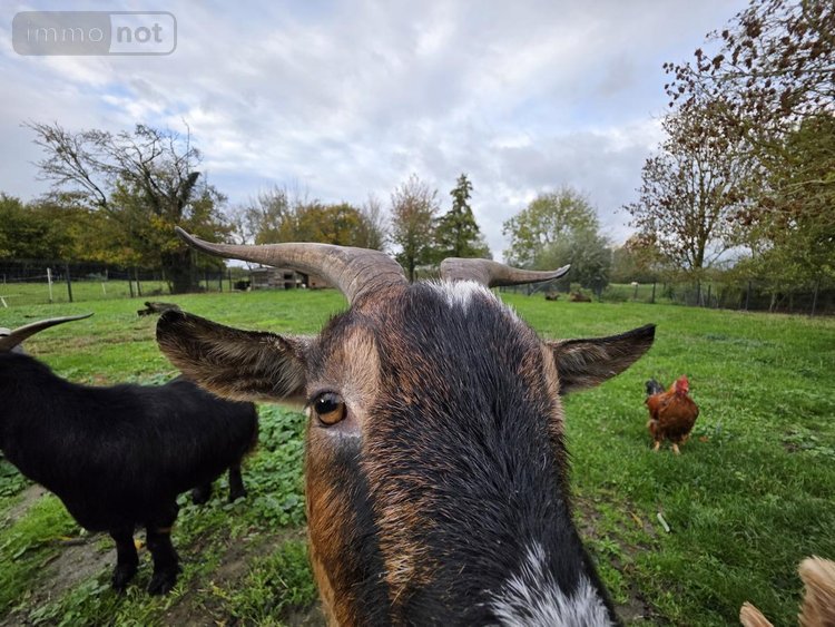 Maison a vendre Saint-Floris 62350 Pas-de-Calais 195 m2 8 pièces 422000 euros