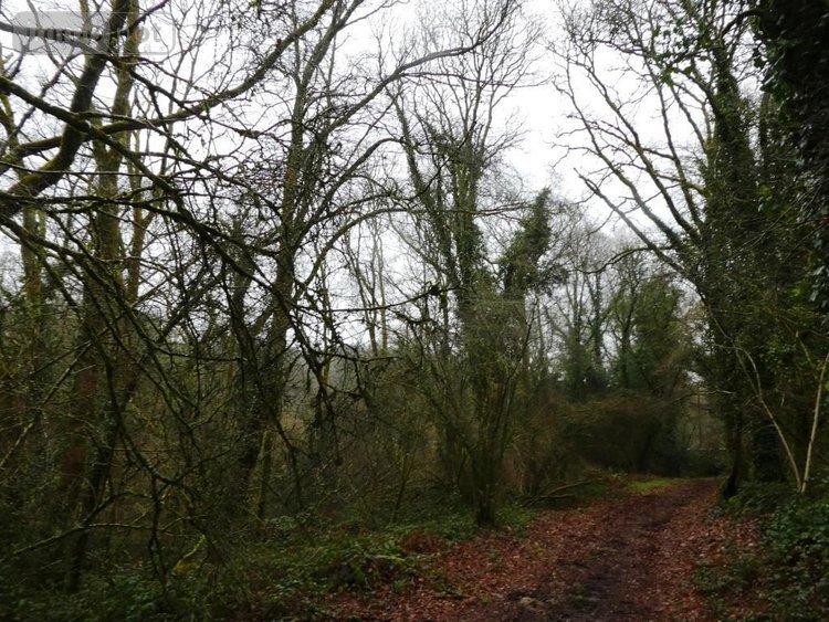 Terrains de loisirs bois etangs a vendre Saint-Tugdual 56540 Morbihan 13922 m2  10600 euros